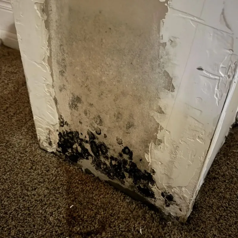 Professional Mold Removal in Amelia, LA